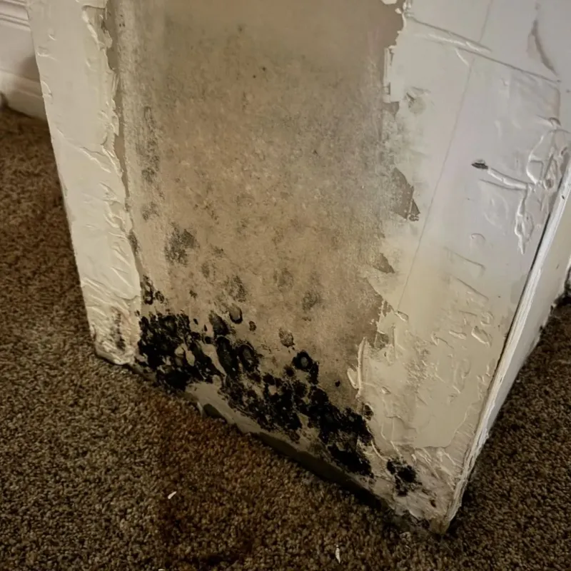 Professional Mold Removal in Mount Dora, FL